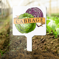Cabbage Plant Marker