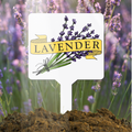 Plant marker with lavender illustration and label in a lavender bush