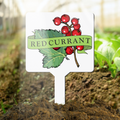 Plant marker with red berry illustration and 'REDCURRANT' text